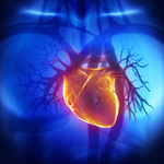 Improving Models to Study the Human Heart