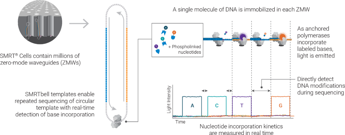 SMRT sequencing illustration